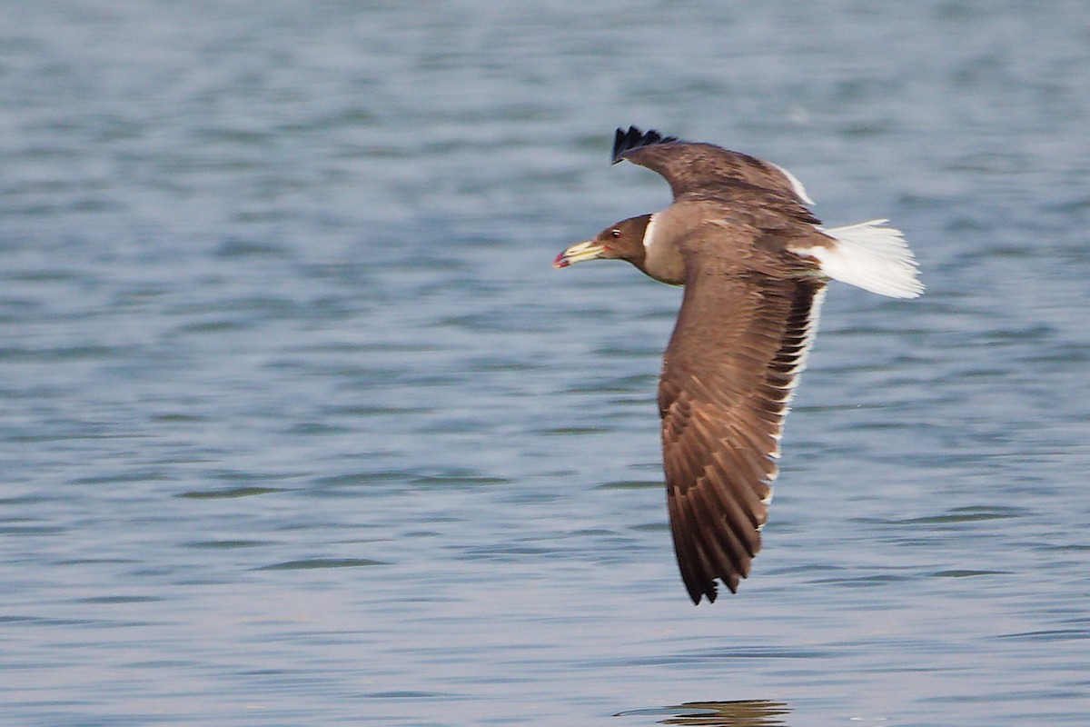 Sooty Gull - ML645639345