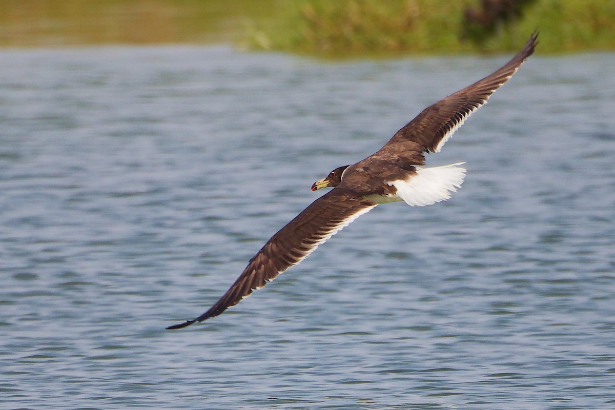 Sooty Gull - ML645639346