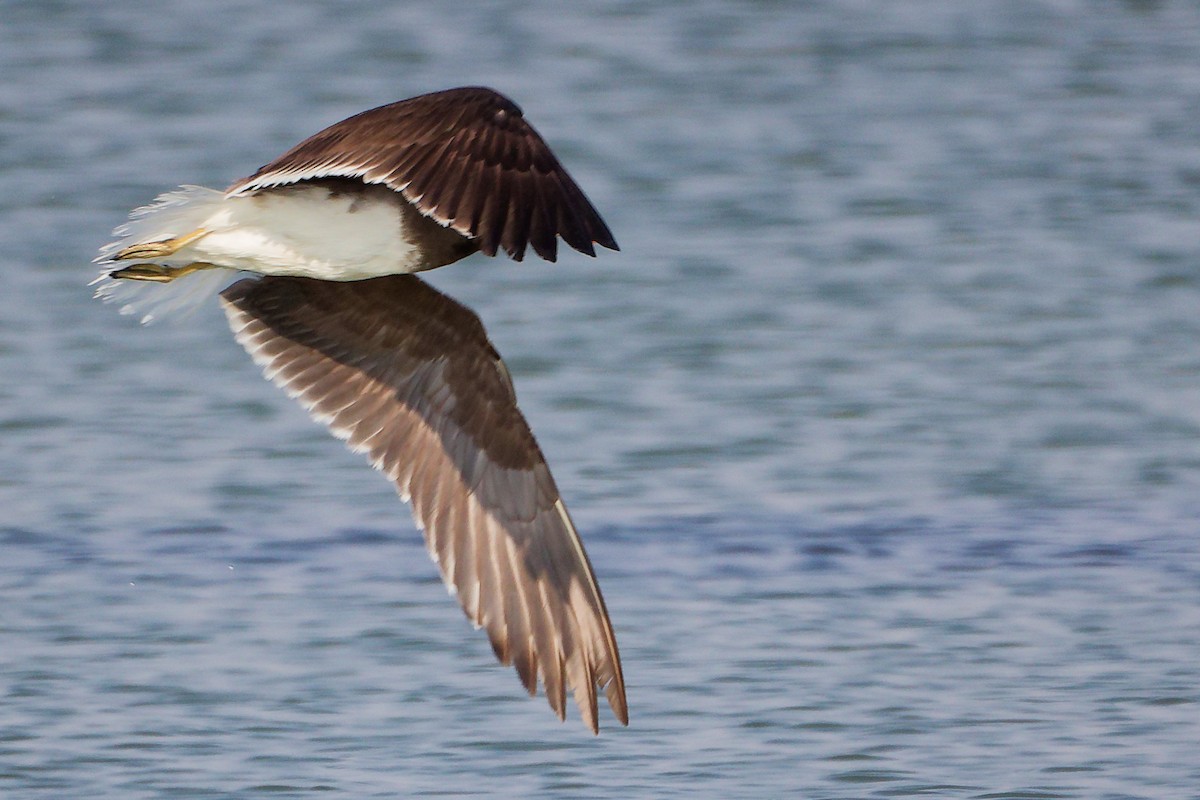 Sooty Gull - ML645639347