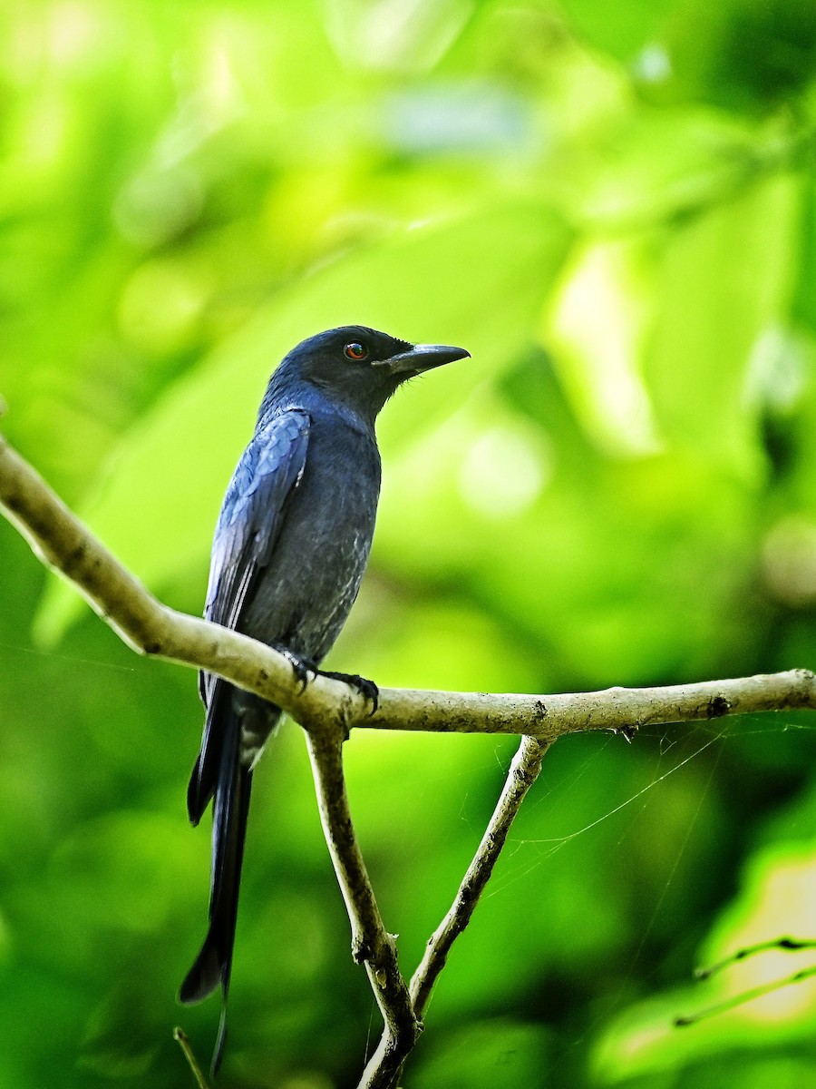 灰卷尾 - ML645639348