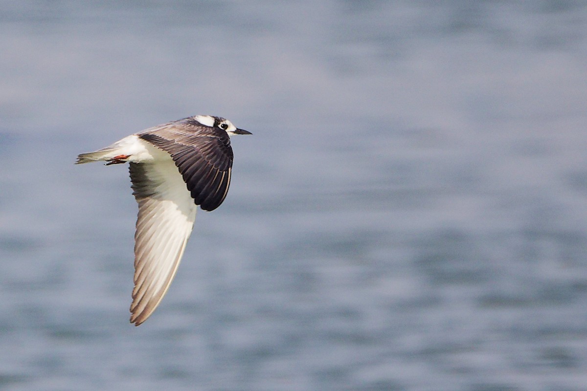 白翅黑燕鷗 - ML645639349