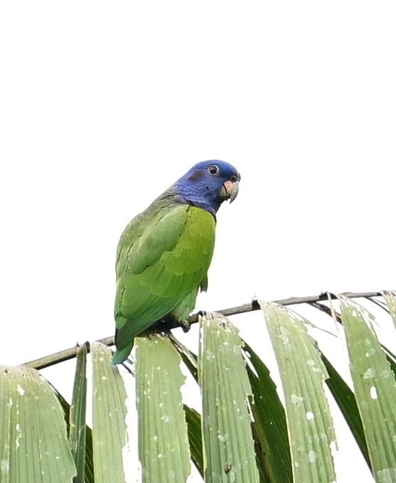Blue-headed Parrot - ML645639351