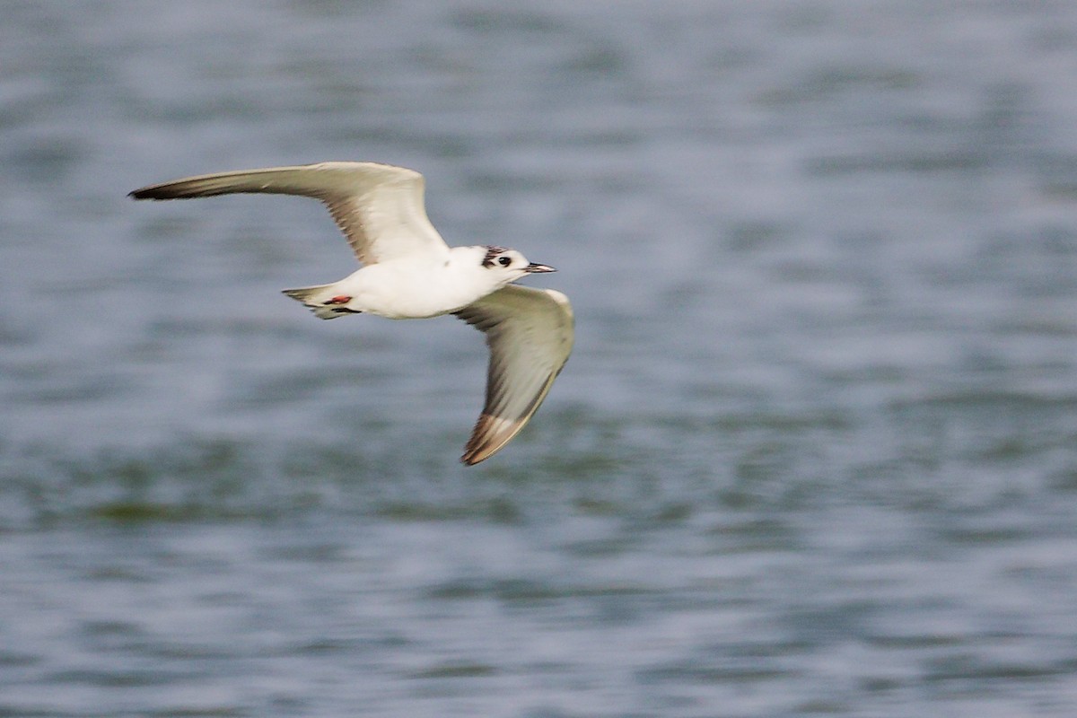 白翅黑燕鷗 - ML645639352