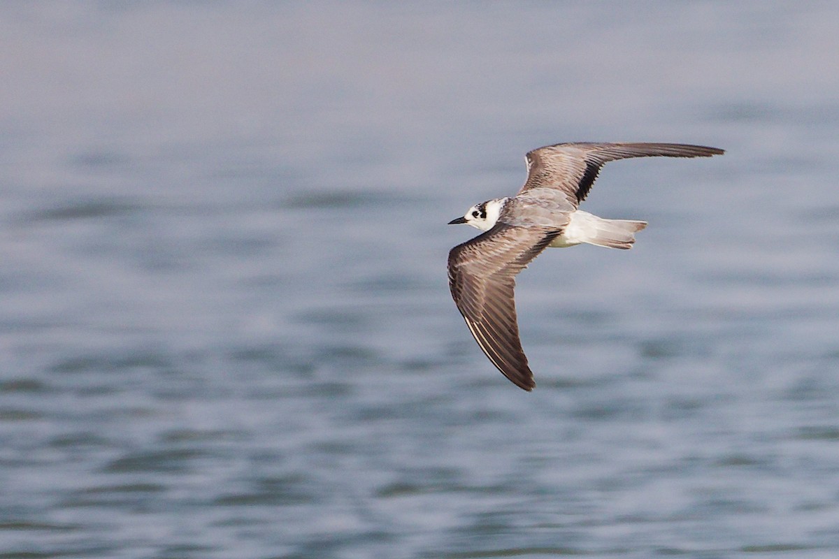 白翅黑燕鷗 - ML645639353