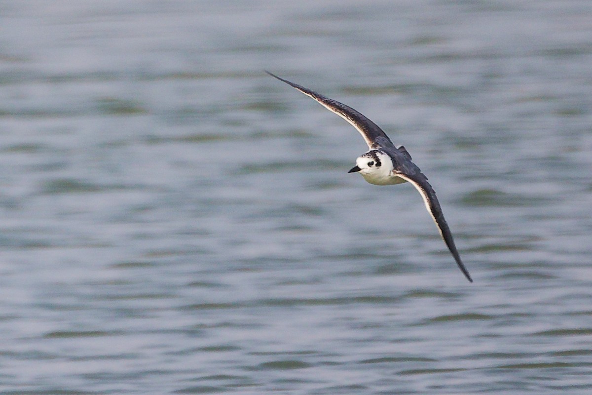 白翅黑燕鷗 - ML645639355