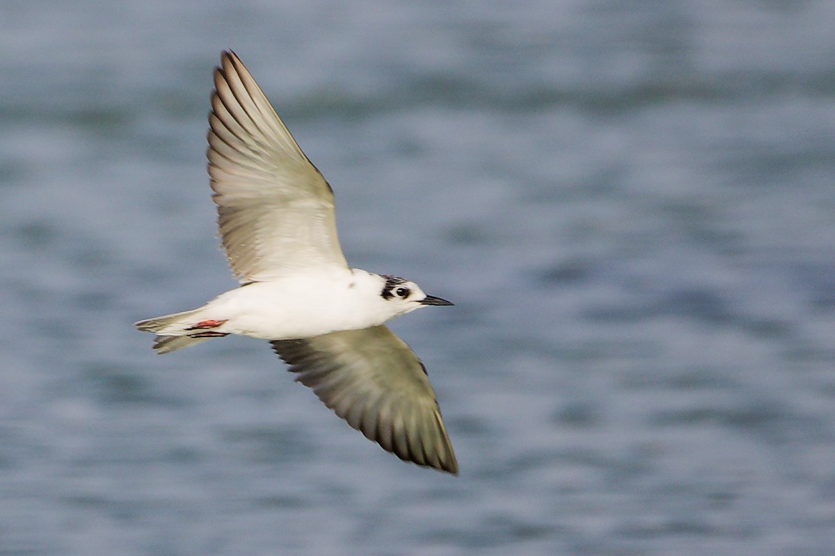 白翅黑燕鷗 - ML645639356