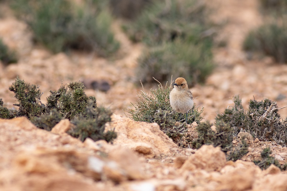 Red-rumped Wheatear - ML645639357