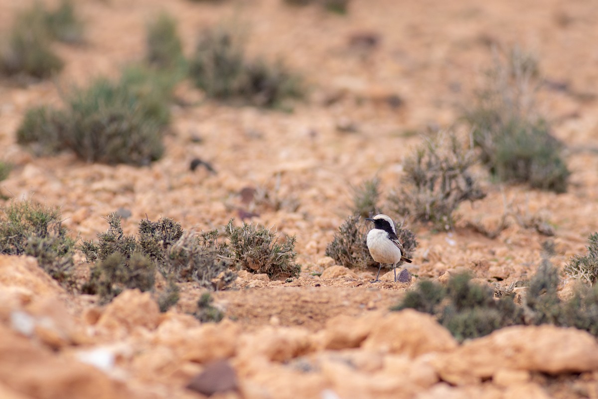 Red-rumped Wheatear - ML645639358
