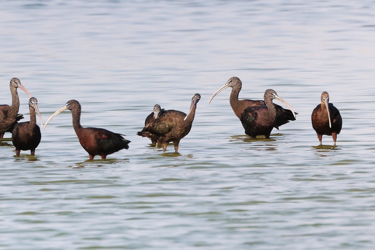 彩䴉 - ML645639359