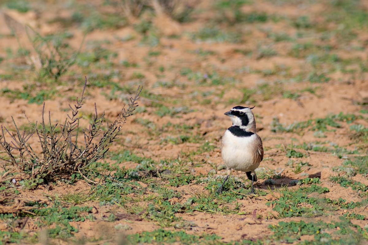 Temminck's Lark - ML645639363