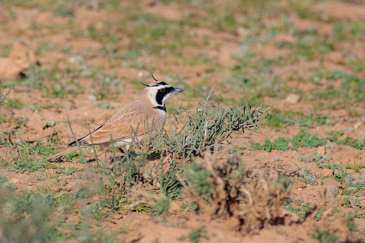 Temminck's Lark - ML645639365
