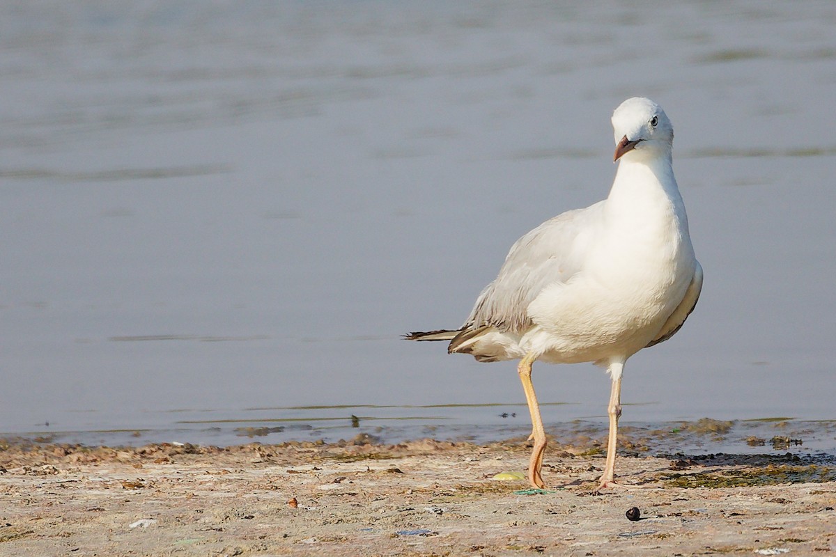 Slender-billed Gull - ML645639367