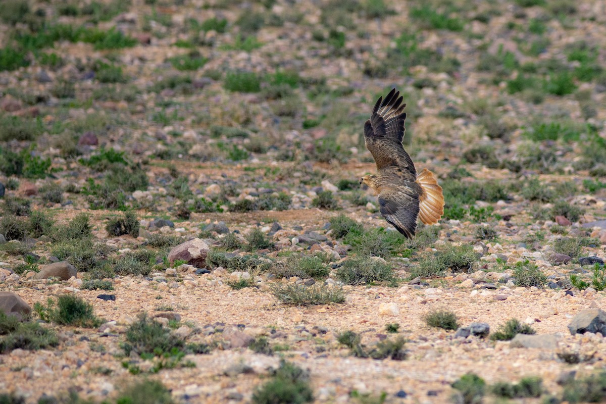 Long-legged Buzzard - ML645639369