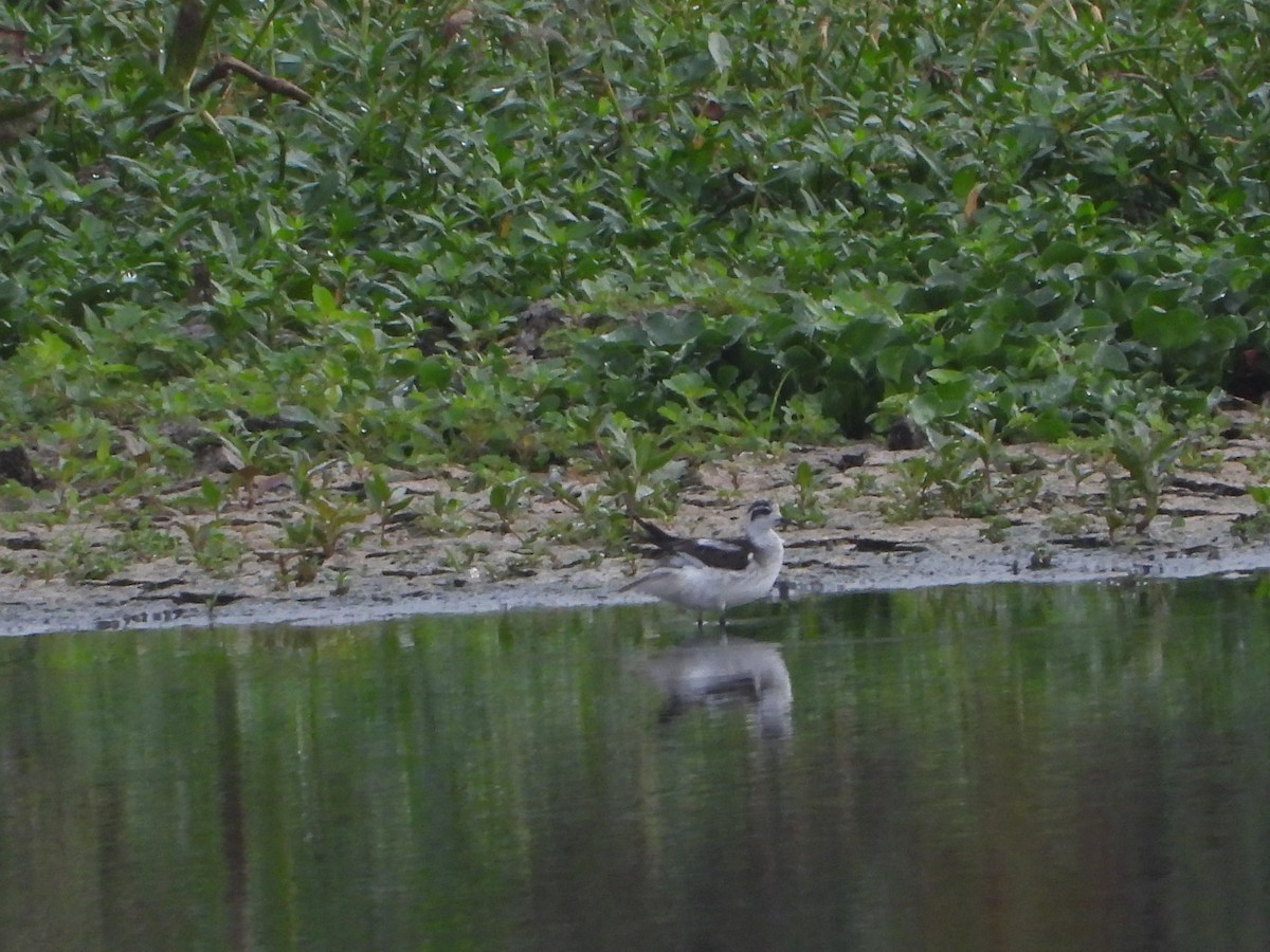Red-necked Phalarope - ML645639375