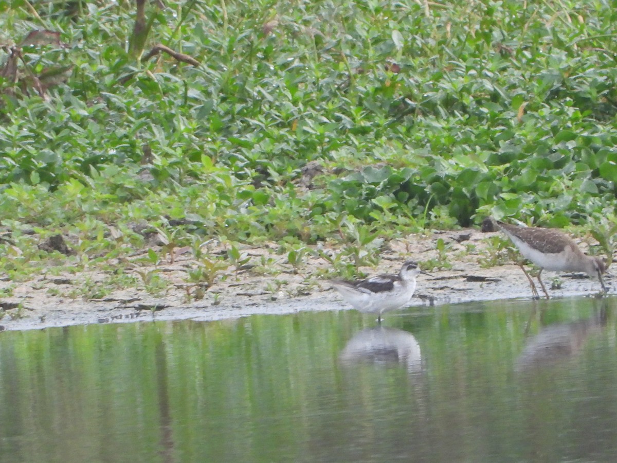 Red-necked Phalarope - ML645639377
