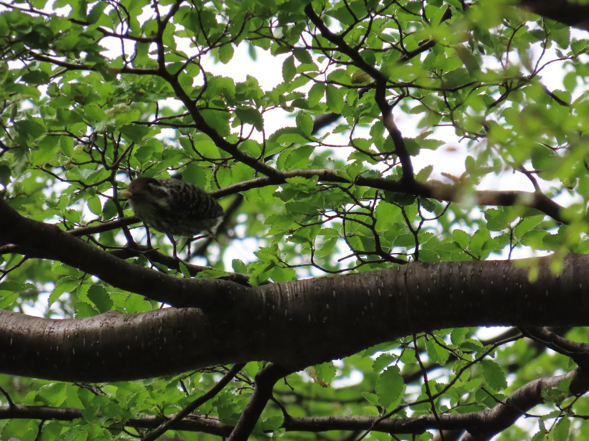 Striped Woodpecker - ML645639380