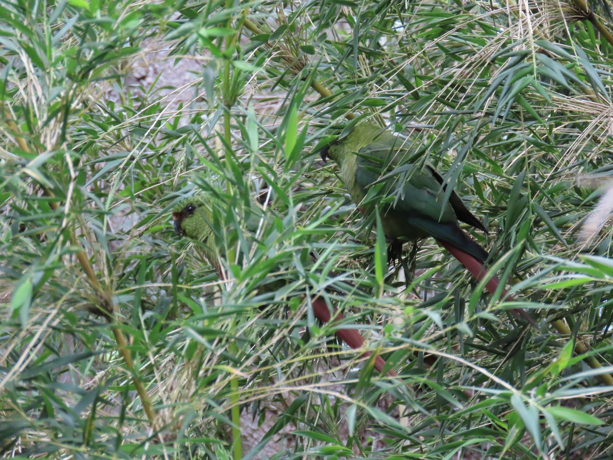 Austral Parakeet - ML645639384