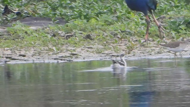Red-necked Phalarope - ML645639387