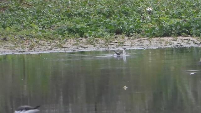 Red-necked Phalarope - ML645639389