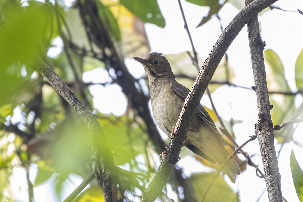 קיכלי תכלכל - ML645639396