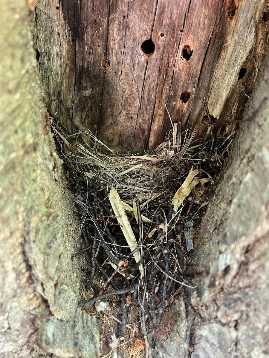 Animals - ML645639401