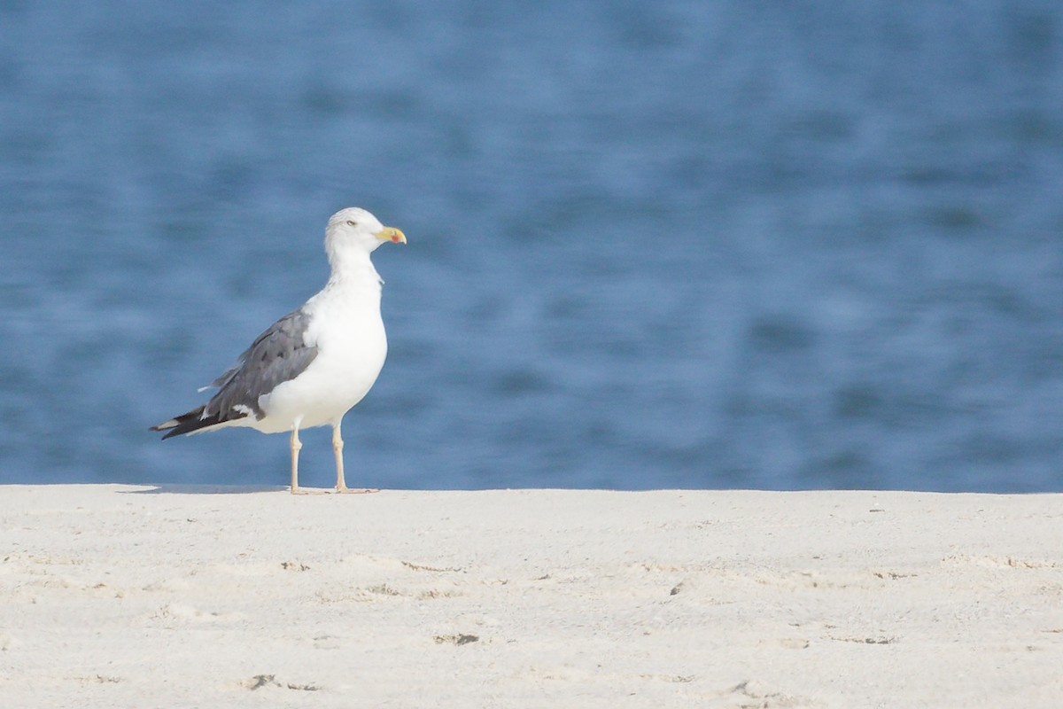 Kaio iluna - ML645639409