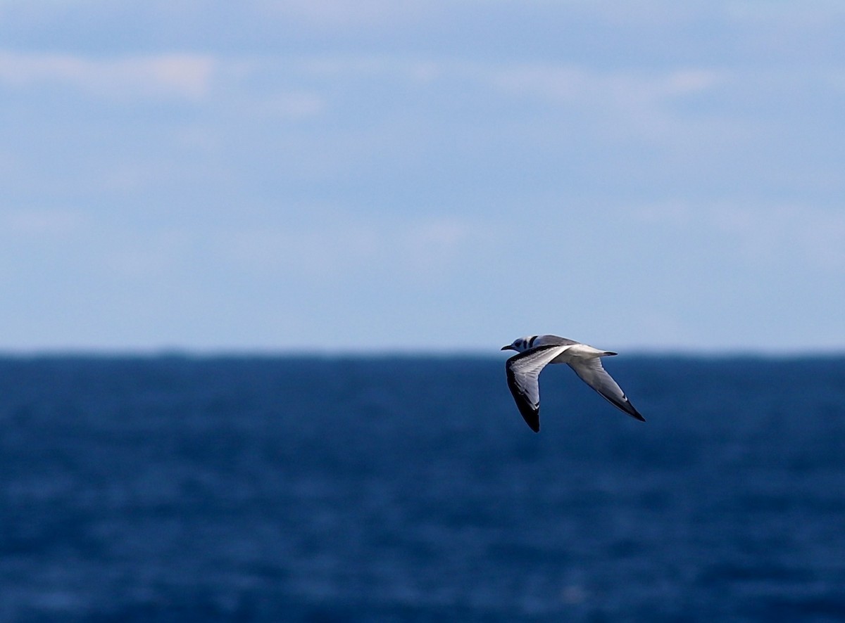 Kara Ayaklı Martı - ML645639410