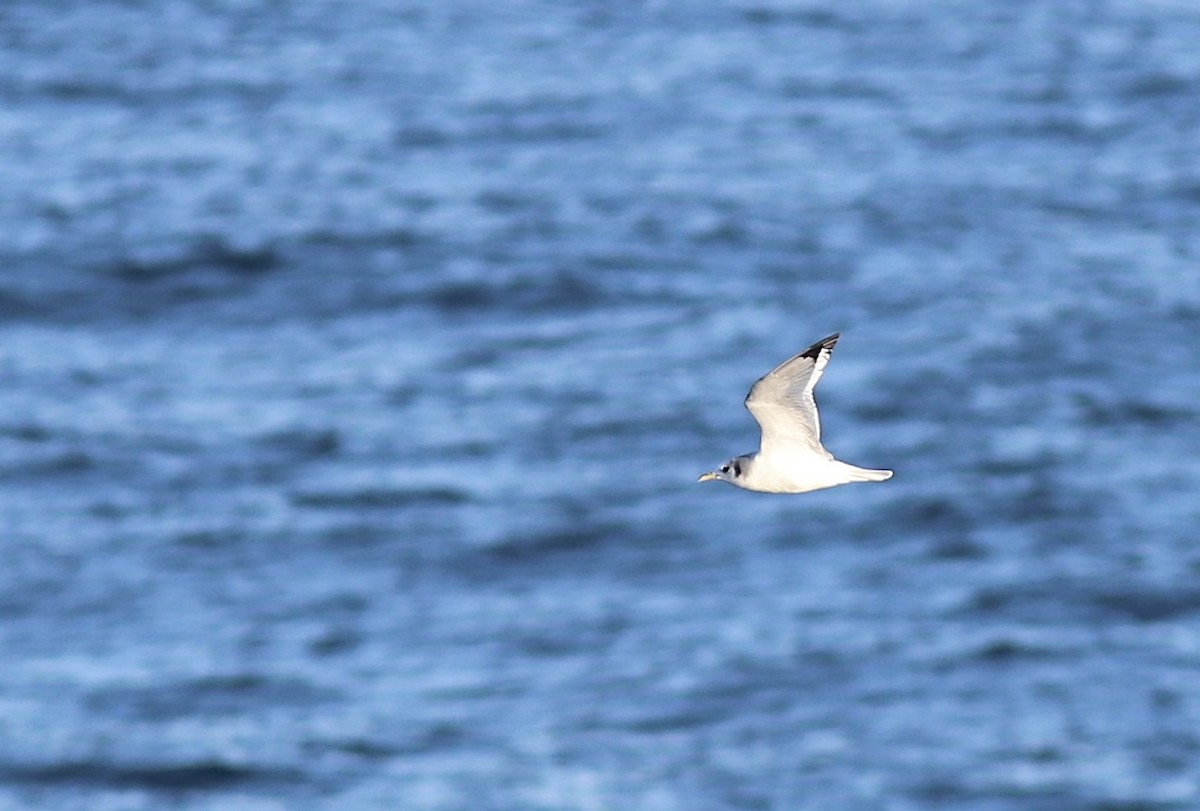 Kara Ayaklı Martı - ML645639411