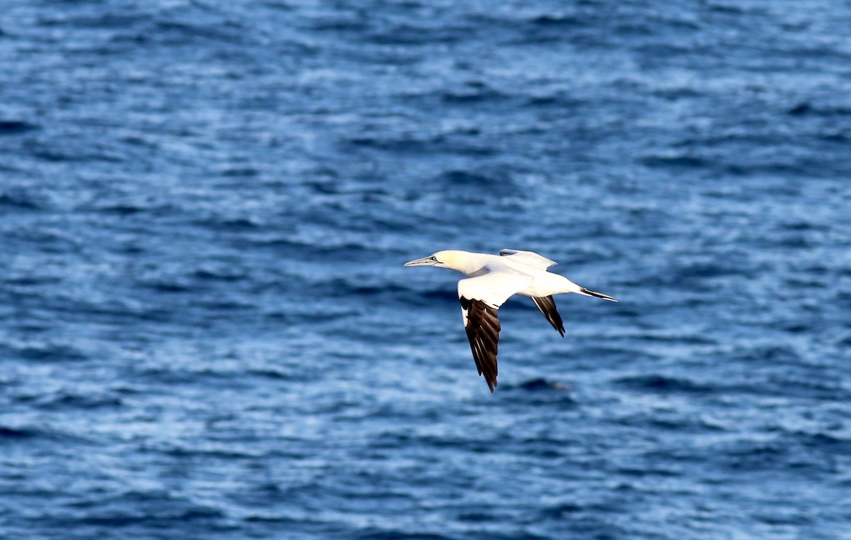 Сула атлантична - ML645639424