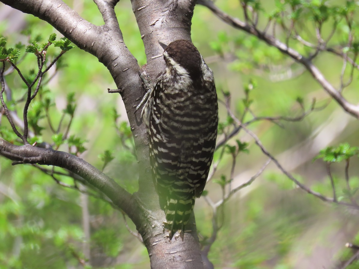 Striped Woodpecker - ML645639425