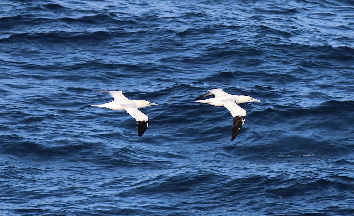 Сула атлантична - ML645639426