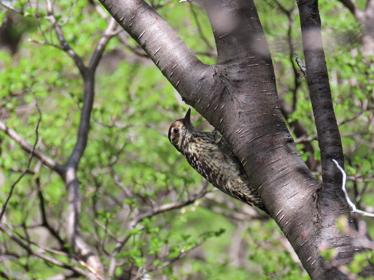 Striped Woodpecker - ML645639427