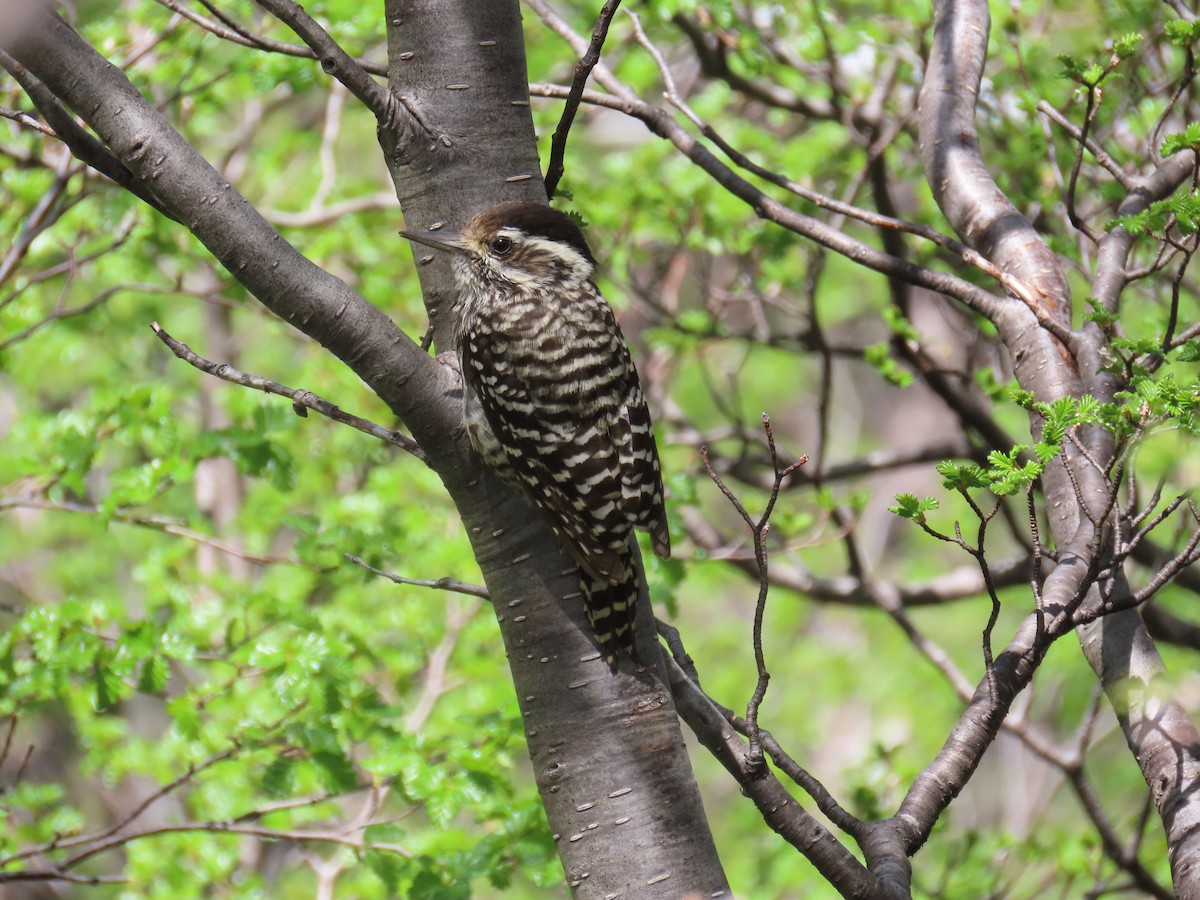Striped Woodpecker - ML645639428