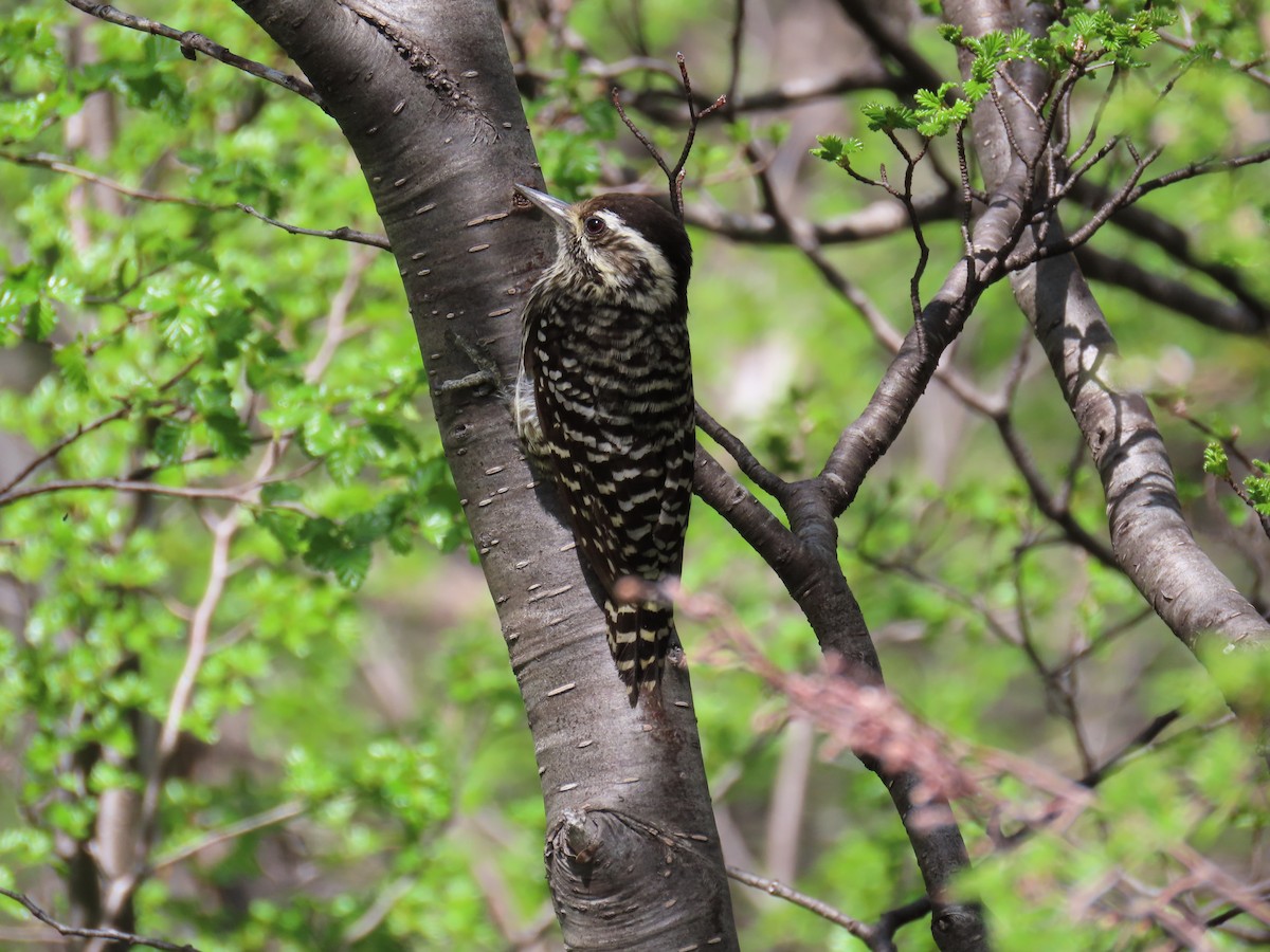 Striped Woodpecker - ML645639429