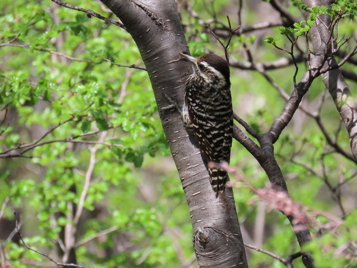 Striped Woodpecker - ML645639430