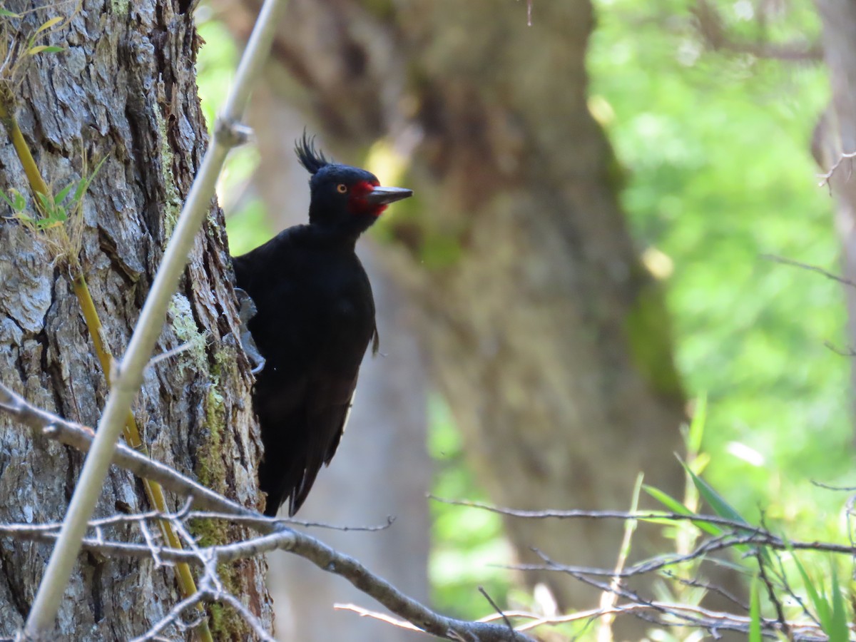 Magellanic Woodpecker - ML645639438