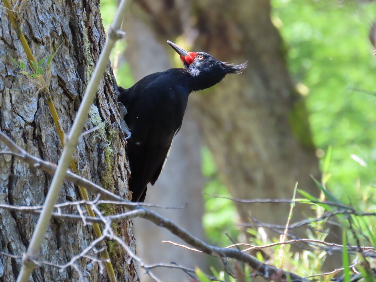 Magellanic Woodpecker - ML645639439