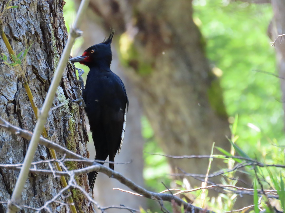Magellanic Woodpecker - ML645639440