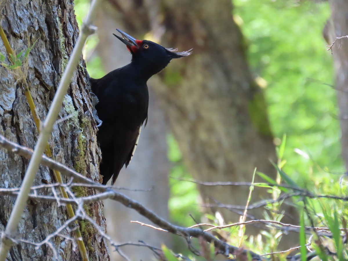 Magellanic Woodpecker - ML645639441