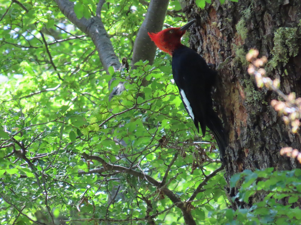 Magellanic Woodpecker - ML645639442