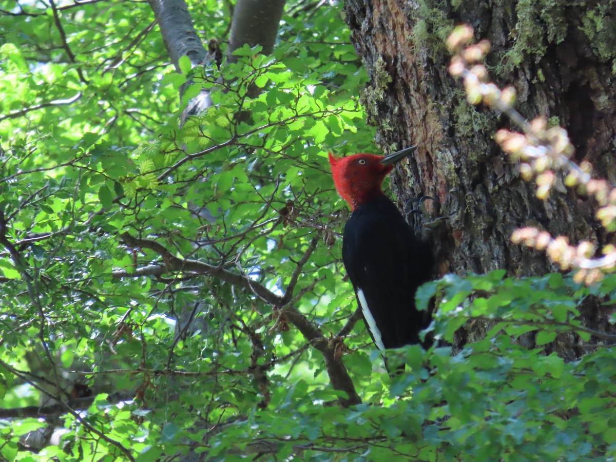 Magellanic Woodpecker - ML645639443