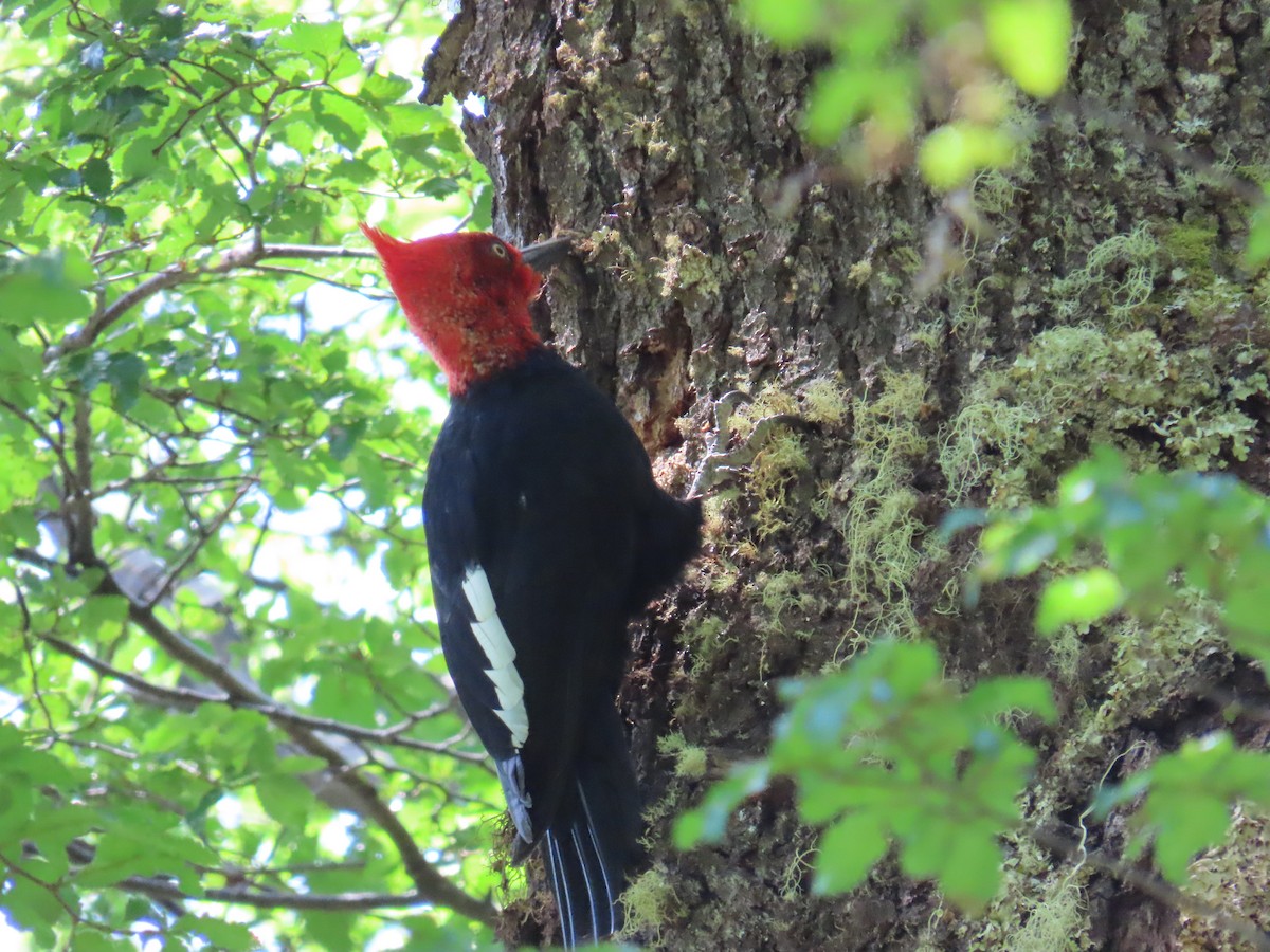 Magellanic Woodpecker - ML645639444