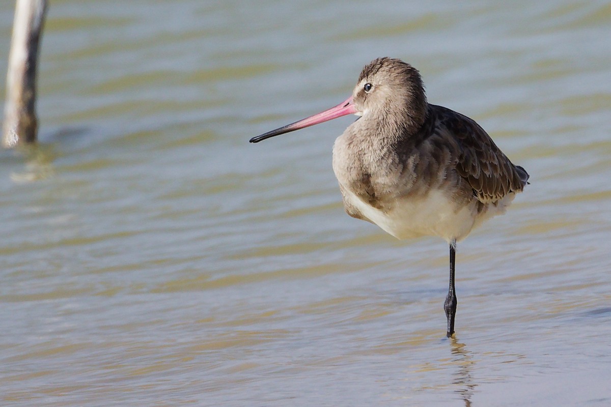 Black-tailed Godwit - ML645639454
