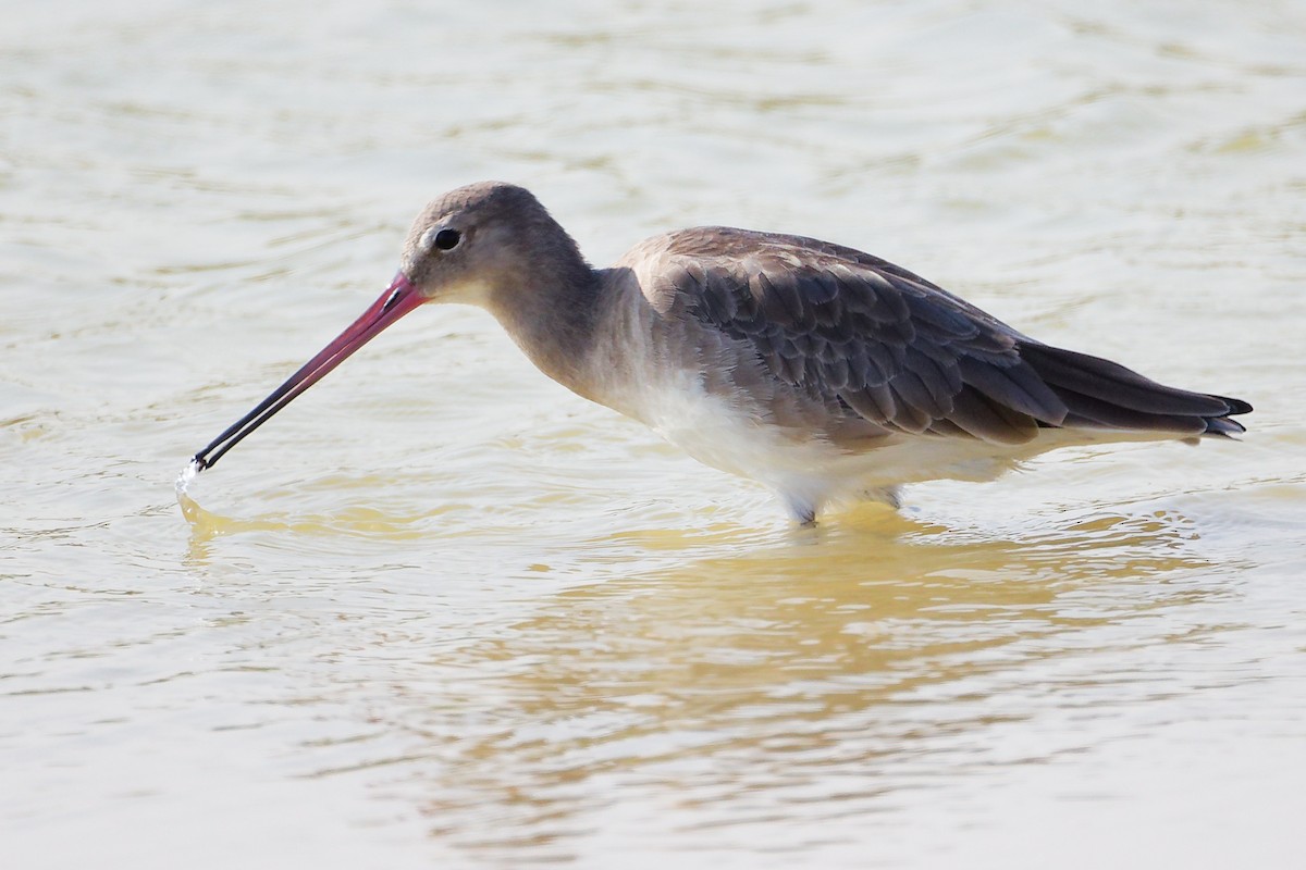 Black-tailed Godwit - ML645639461