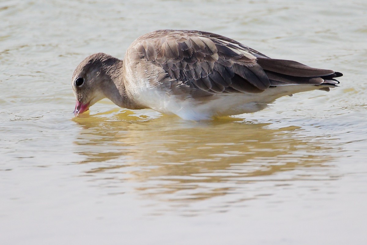 Black-tailed Godwit - ML645639462