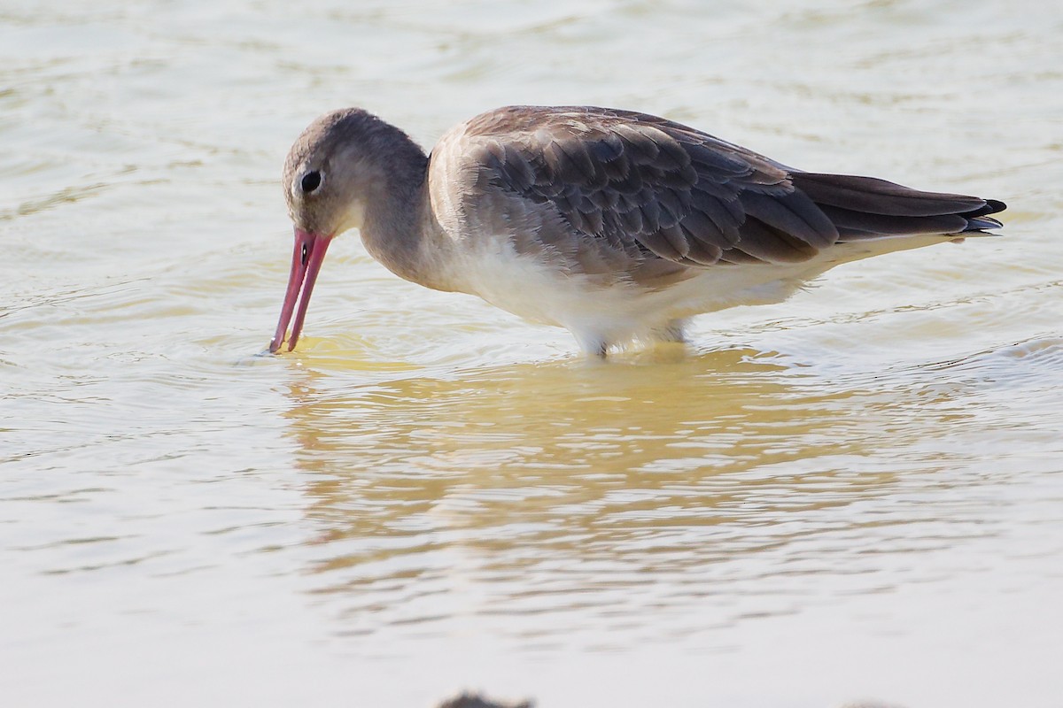 Black-tailed Godwit - ML645639463