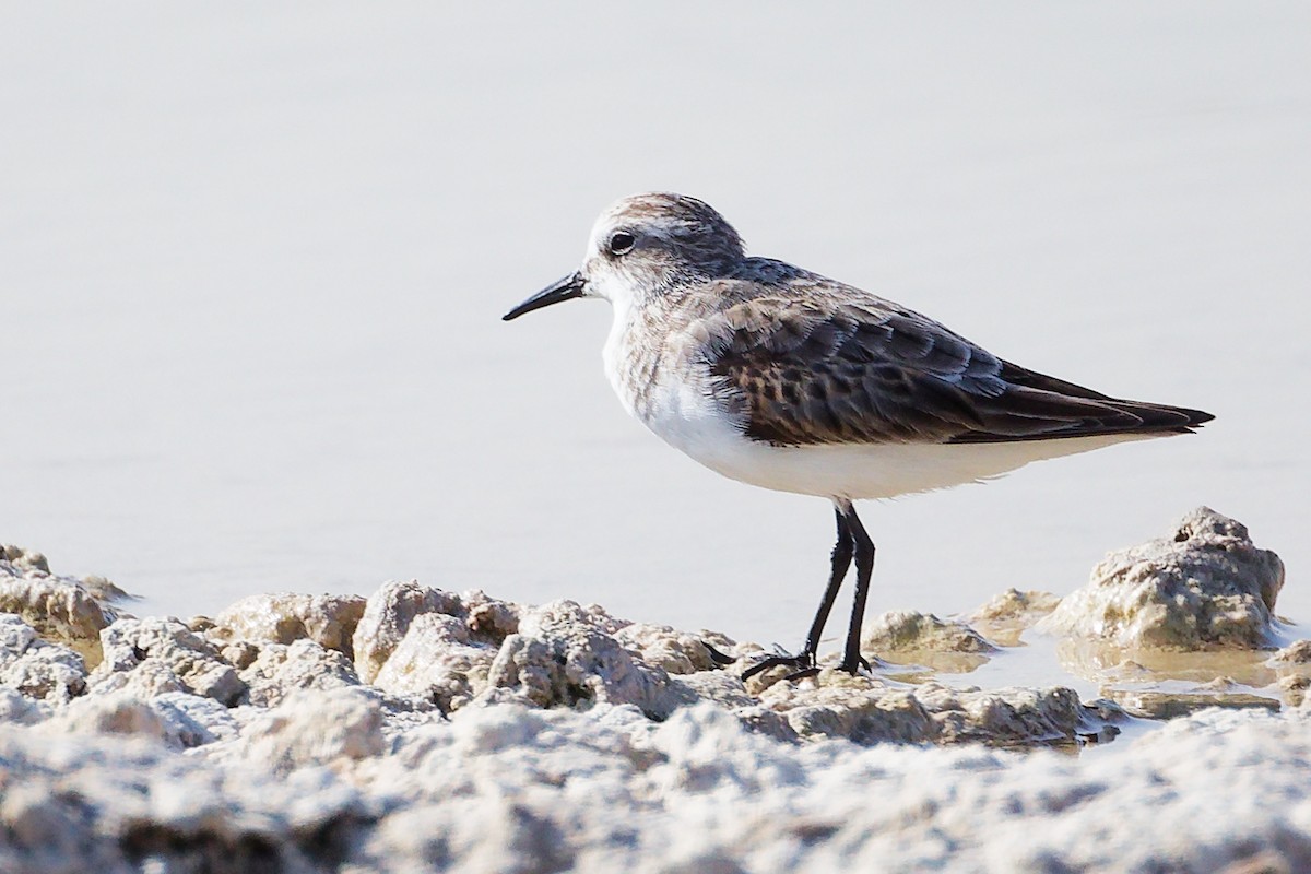 Küçük Kumkuşu - ML645639466