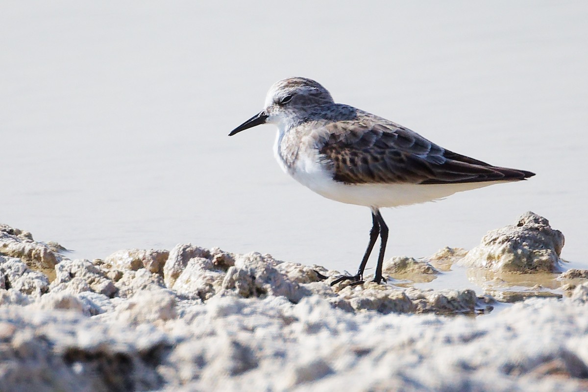 Küçük Kumkuşu - ML645639467