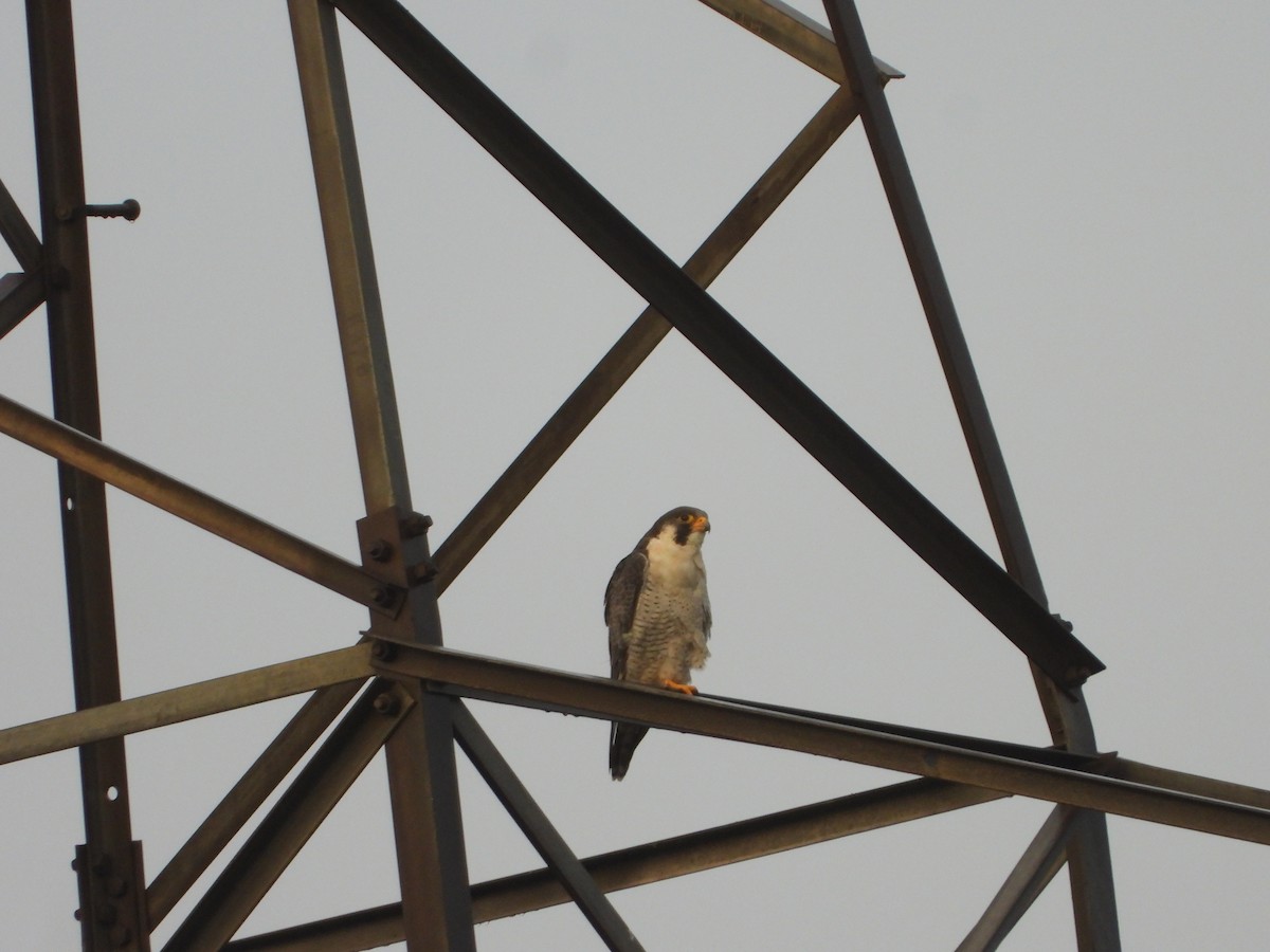 Peregrine Falcon - ML645639481