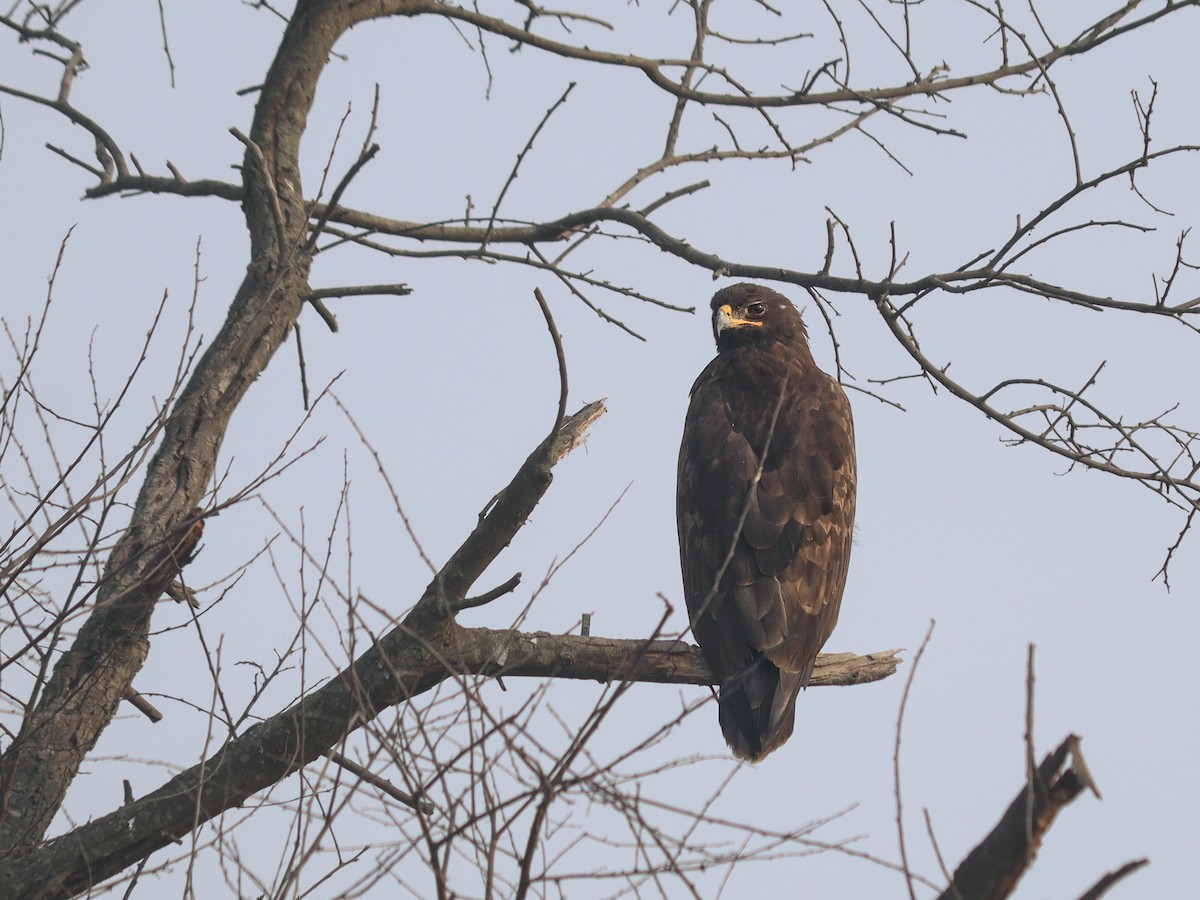 Indian Spotted Eagle - ML645639491